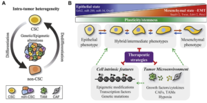 Figure 6 Cancer cell plasticity Impact on tumor progression and therapy response [12]