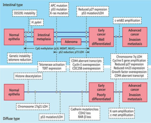 Figure 7 The Yasui Tahara multistep model of molecular pathogenesis of gastric cancer 25