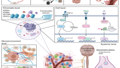 Figure 8 Summary of cell plasticity models [22]