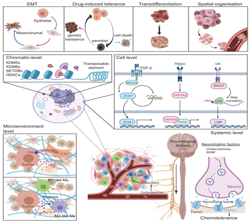 Plasticity of Gastric Tumor-Initiating Cells - Unified Citation